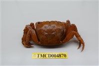 藏品(中型東方蟹)的圖片